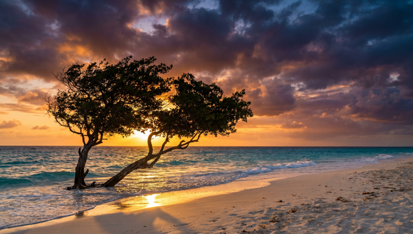 Aruba hero -- Fofoti Trees on Eagle Beach
