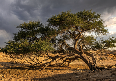 Bahrain -- Tree of Life