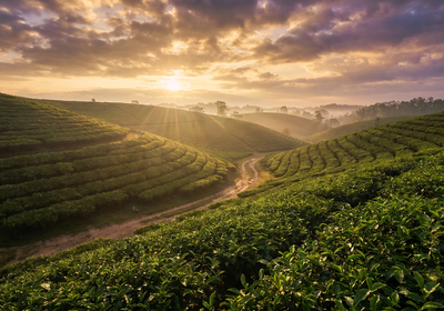Bangladesh -- Sreemangal Tea Gardens