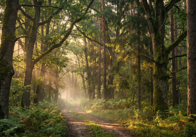 Belarus -- Belovezhskaya Pushcha National Park