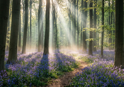 Belgium -- Hallerbos Forest