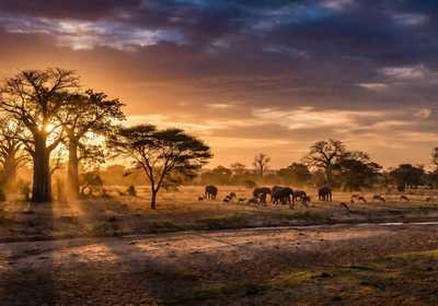 Benin -- Pendjari National Park