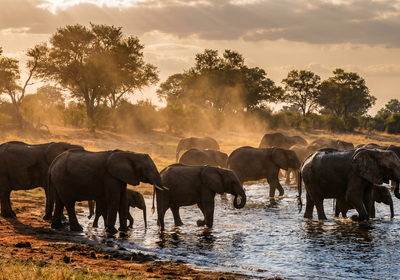Botswana -- Chobe Riverfront elephants