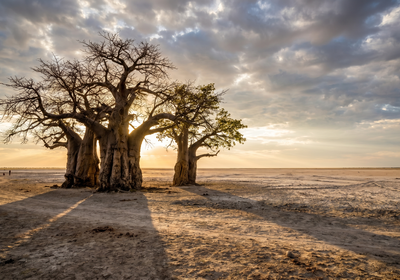 Botswana -- Baines' Baobabs, Makgadikgadi Pans