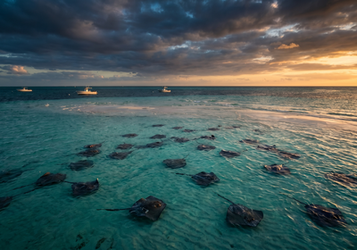 Cayman Islands -- Stingray City