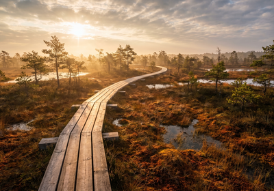 Estonia -- Viru Bog boardwalk