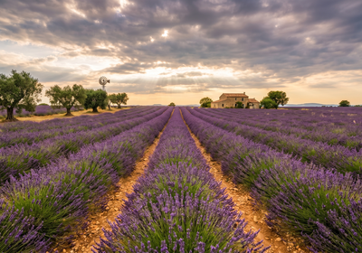 France -- Lavender fields in Provence