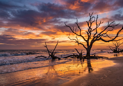 Georgia -- Driftwood Beach, Jekyll Island