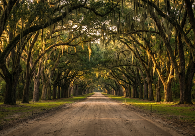 Georgia -- Wormsloe Historic Site