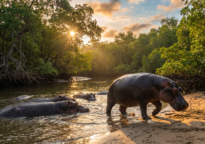 Guinea-Bissau -- Saltwater hippos of Orango Islands National Park