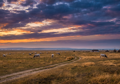 Hungary -- Hortobágy National Park's Puszta plains