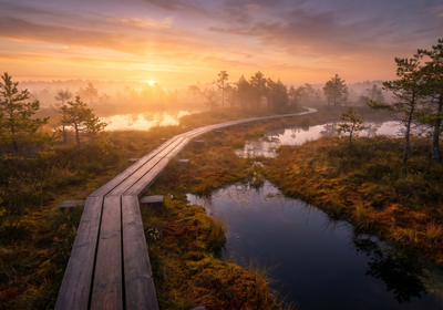 Latvia -- The Great Ķemeri Bog boardwalk