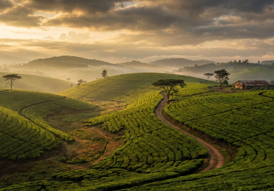 Malawi -- Tea Plantations of the Thyolo Highlands