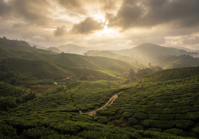Malaysia -- Cameron Highlands tea plantations