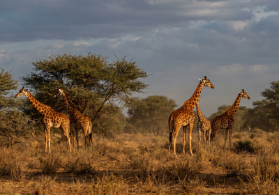 Niger -- The last West African giraffes of Kouré