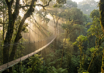 Rwanda -- The Nyungwe Forest Canopy Walkway