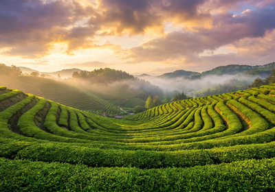 South Korea -- Boseong Green Tea Fields