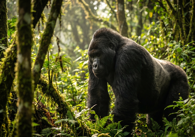 Uganda -- Mountain gorilla in Bwindi Impenetrable Forest