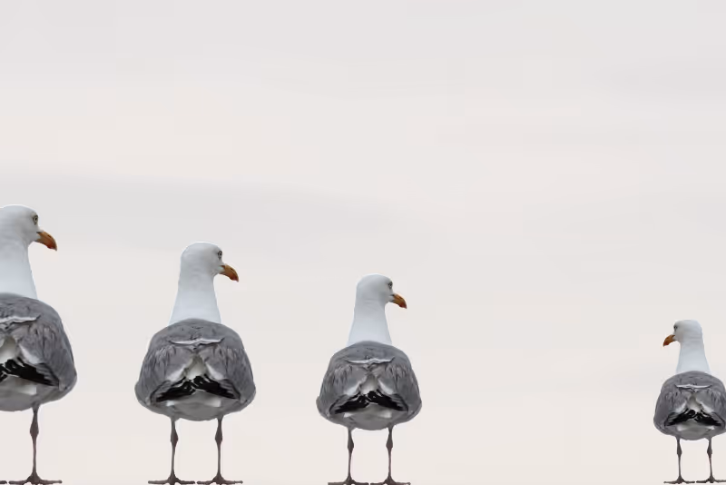 stock photo seagulls standing in a row