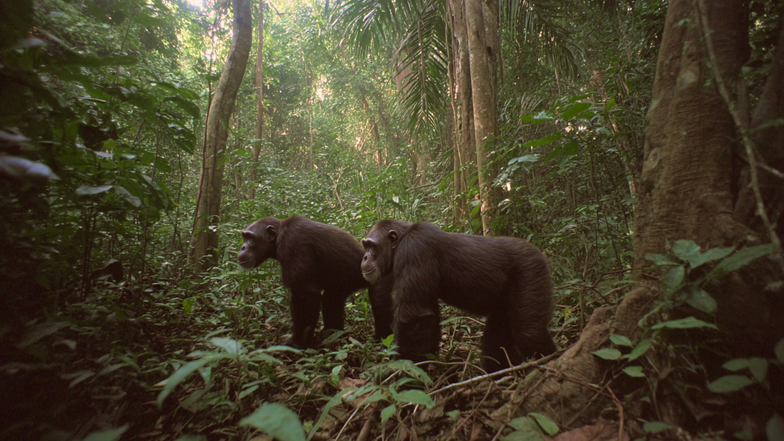 Chimpanzee sighting alert in dense forest