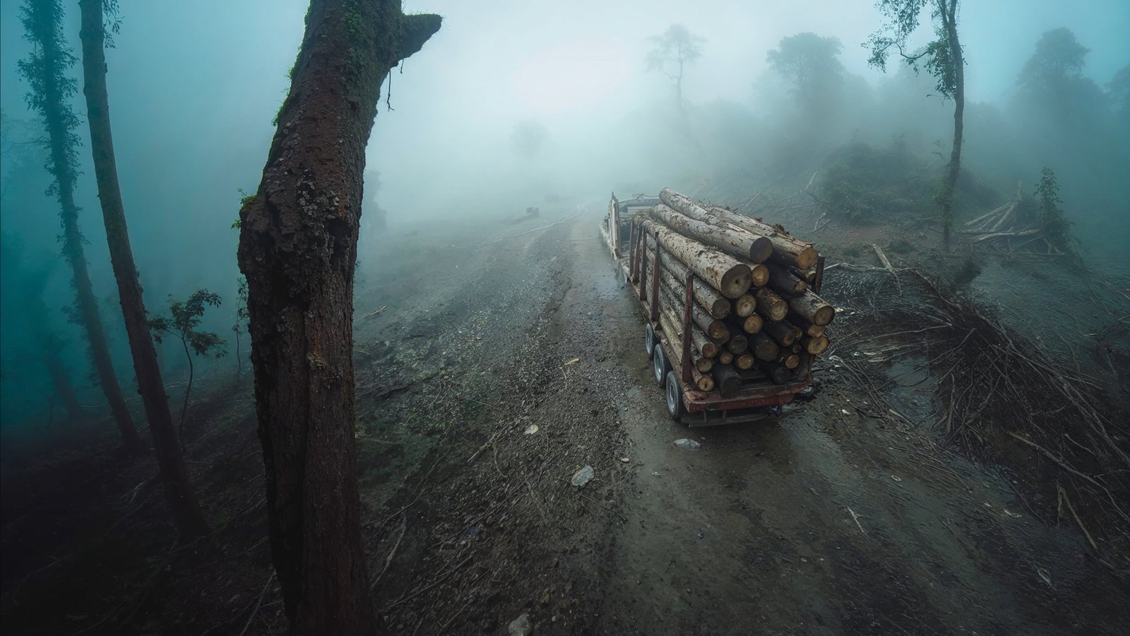 Illegal logging alert: loaded timber truck