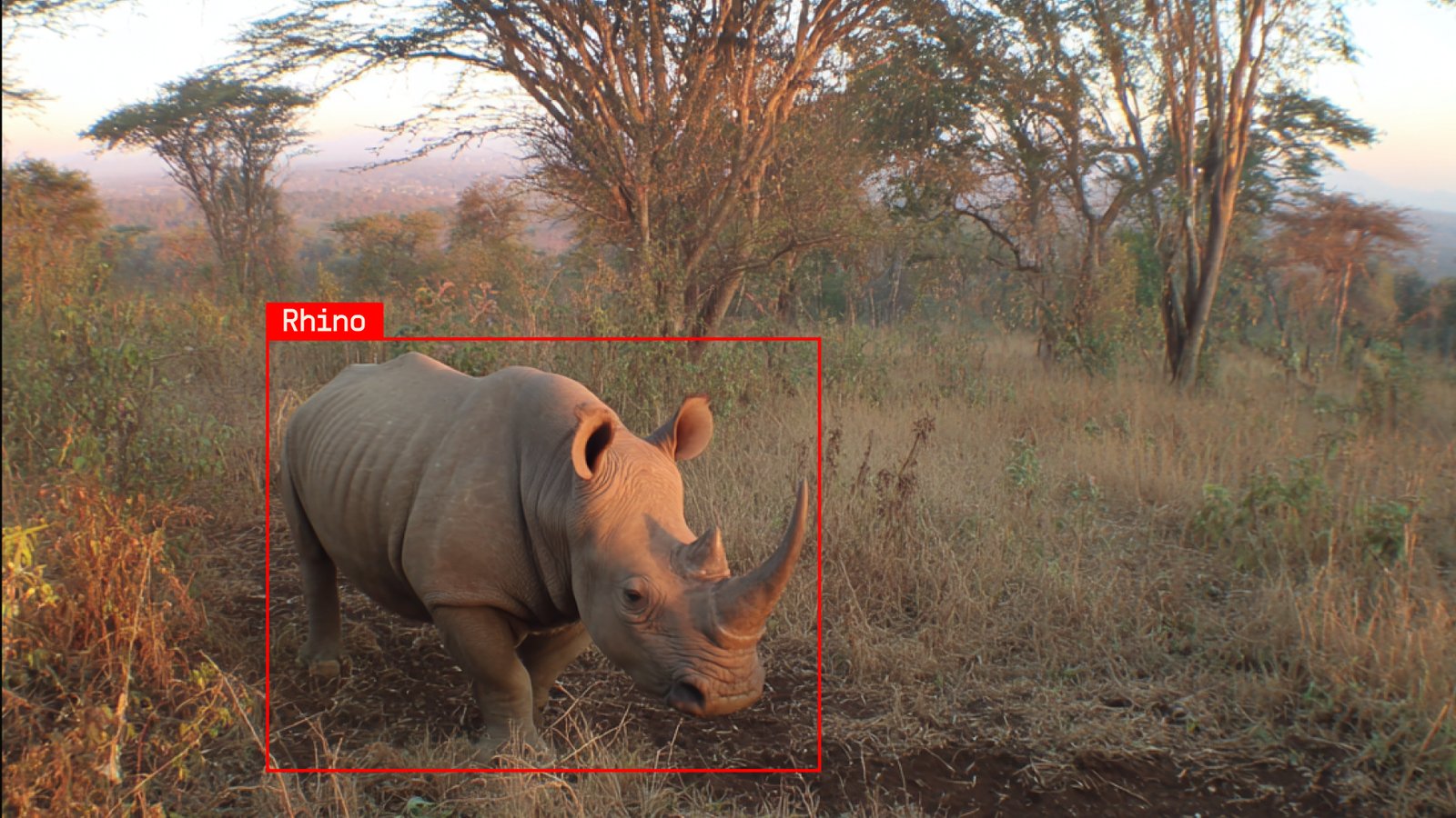 Rhino sighting alert at sunset