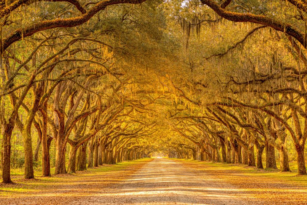 Savannah in the Fall: A Local's Guide to Cooler Days, Festivals, and Cozy Stays