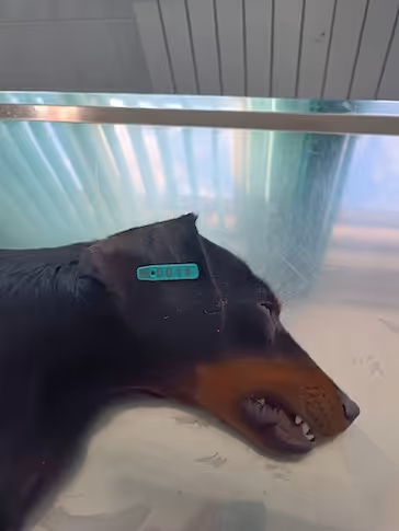 Seitliches Profil eines Dobermanns mit grünem Tag zur Identifikation im Ohr, liegend auf einer reflektierenden Metallfläche.