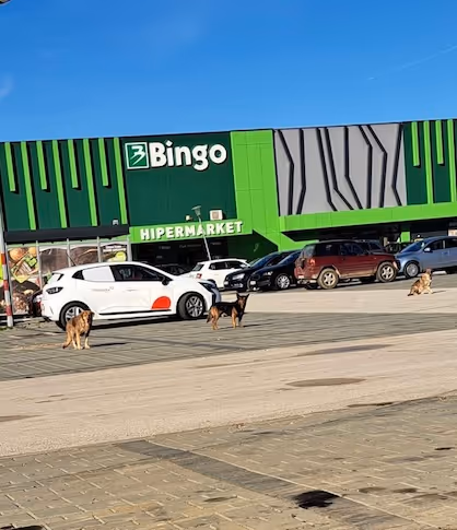 Strassenhunde vor dem Einkaufsgeschäft in Kljuc/BiH