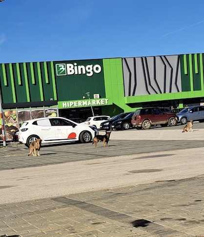 Strassenhunde vor dem Einkaufsgeschäft in Kljuc/BiH