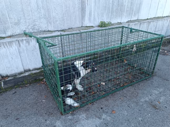 Schwarzer und weißer Hund sitzt in einem grünen Metallkäfig auf einem Betonboden neben einer Betonmauer.