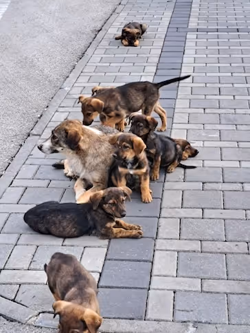 Mehrere braun-schwarze Welpen liegen und sitzen auf einem gepflasterten Gehweg.