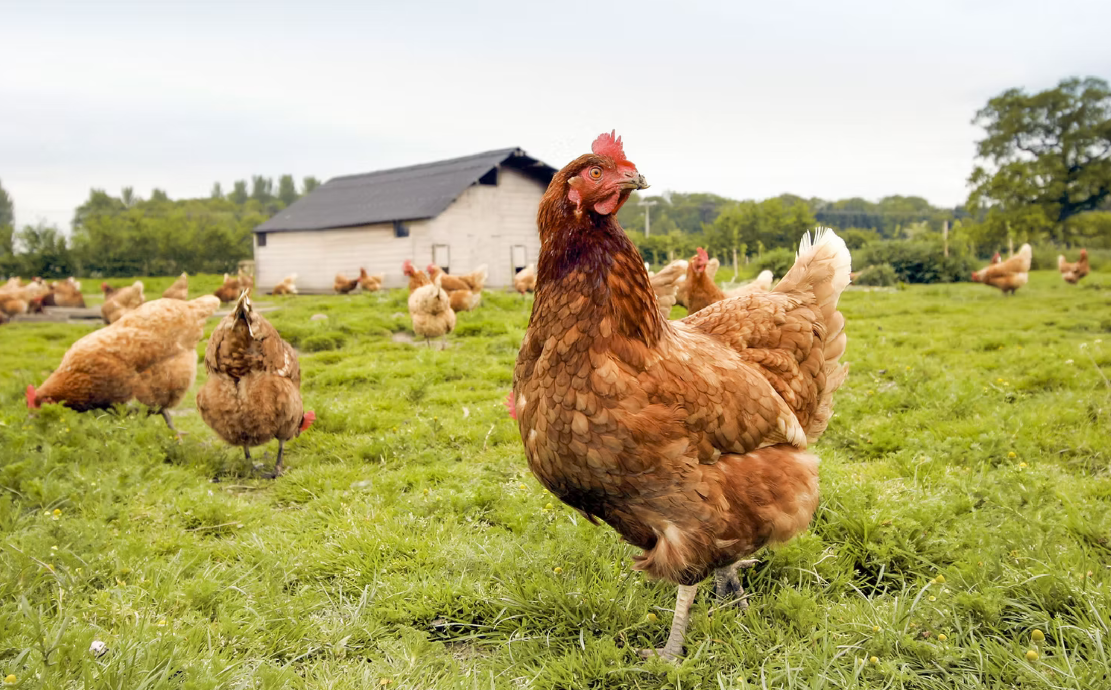 A bunch of free range chickens in a green pasture
