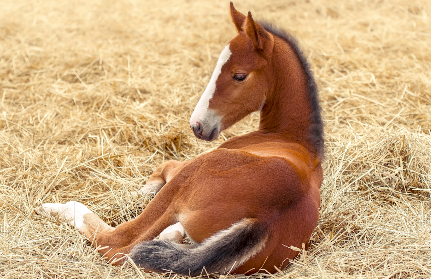 A young horse lying in some hay