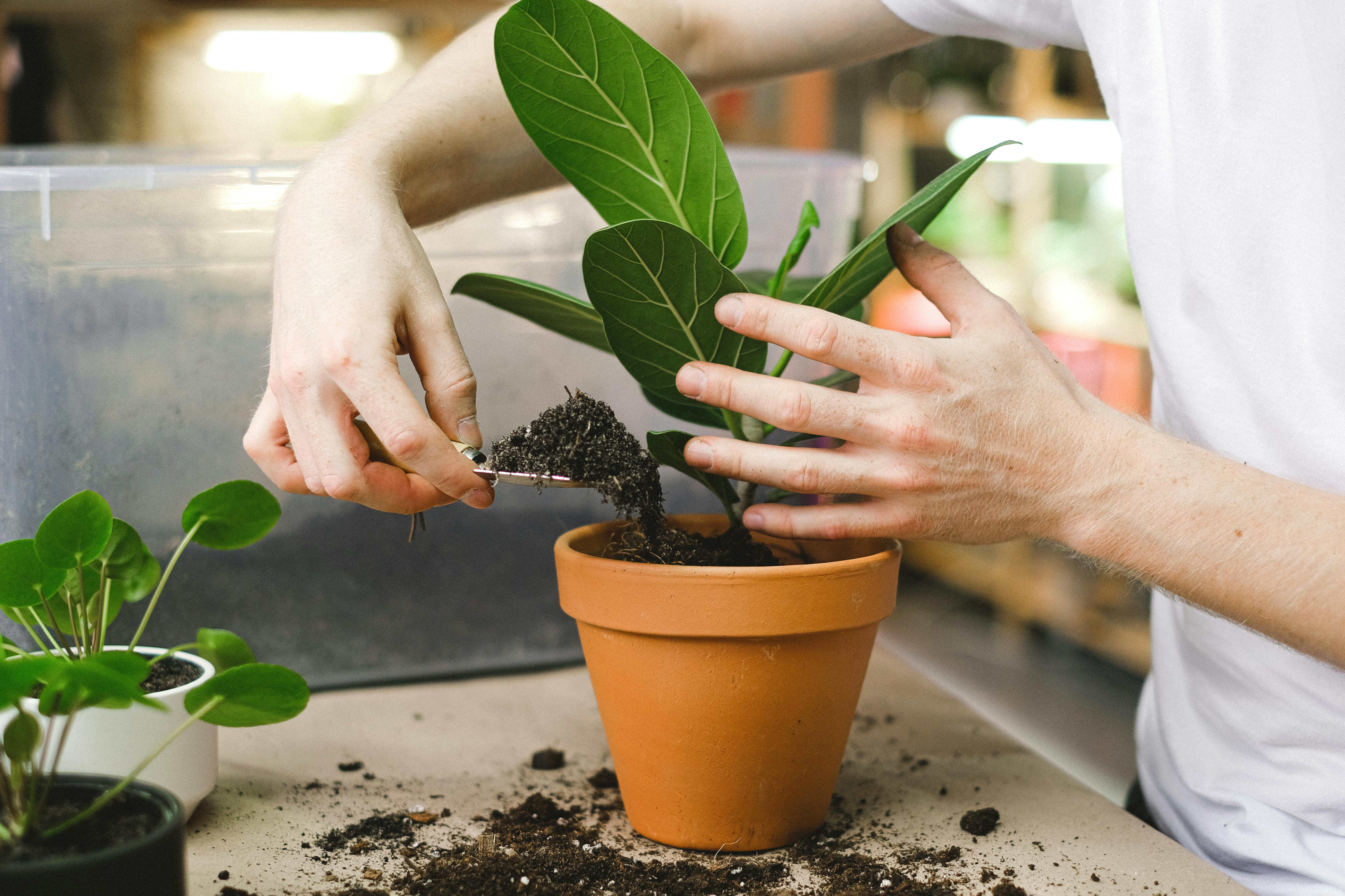 A person planting a plant