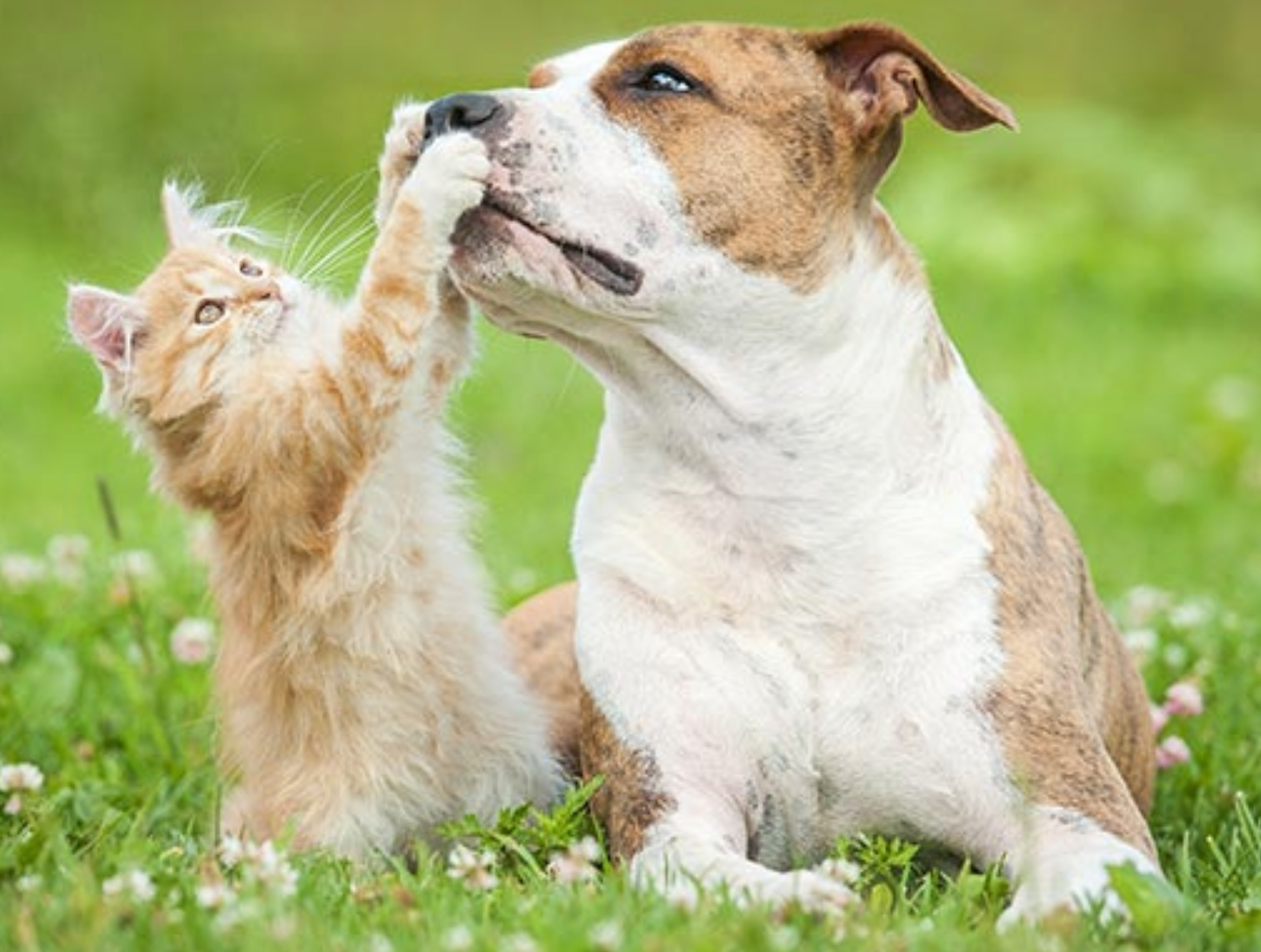 A dog and a cat