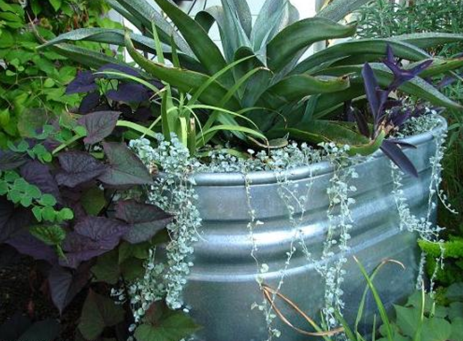 A galvanized stock tank with plants in it