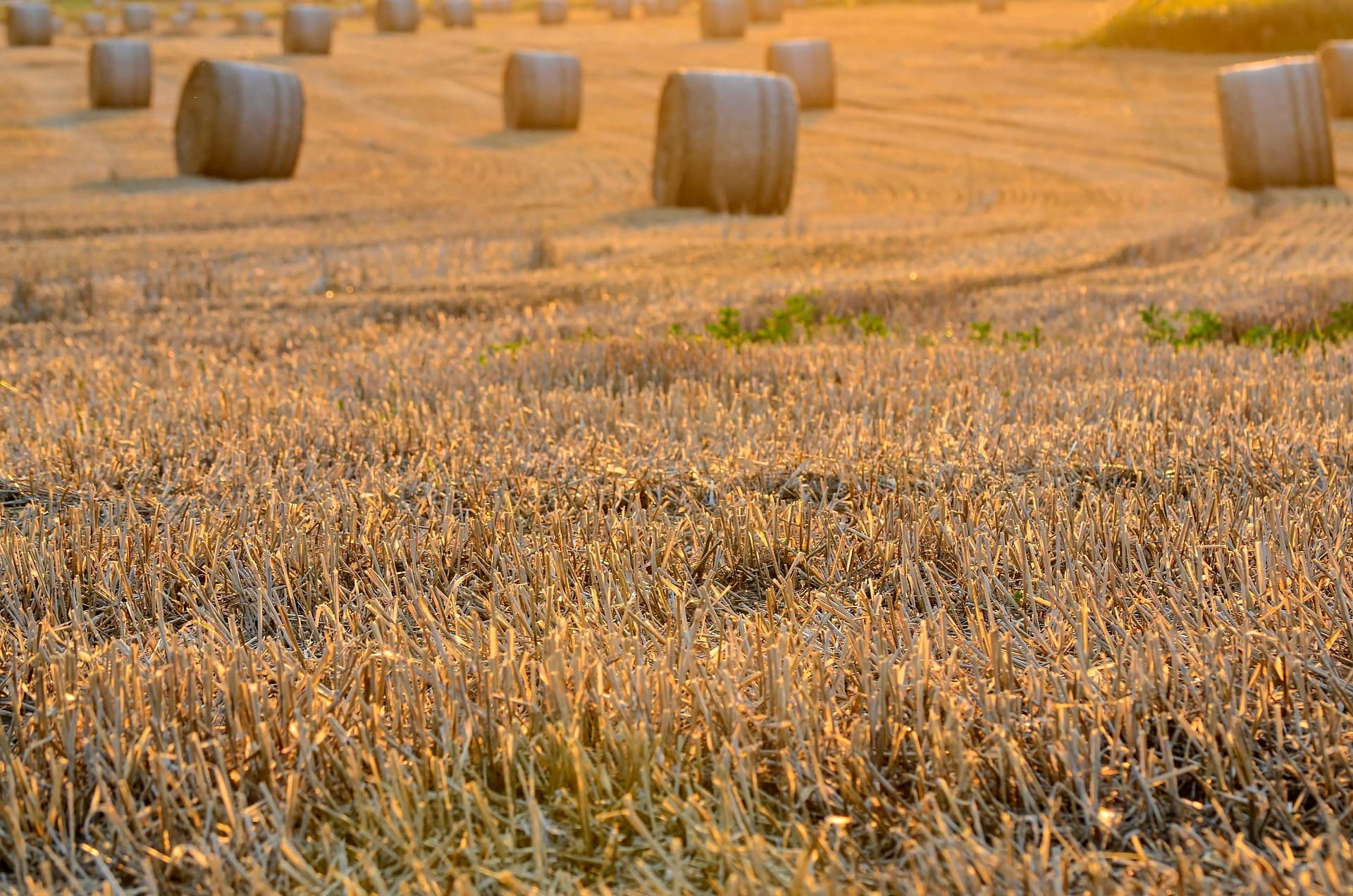Agriculteur vérifiant la qualité du blé à la moisson avec une moissonneuse en arrière-plan.