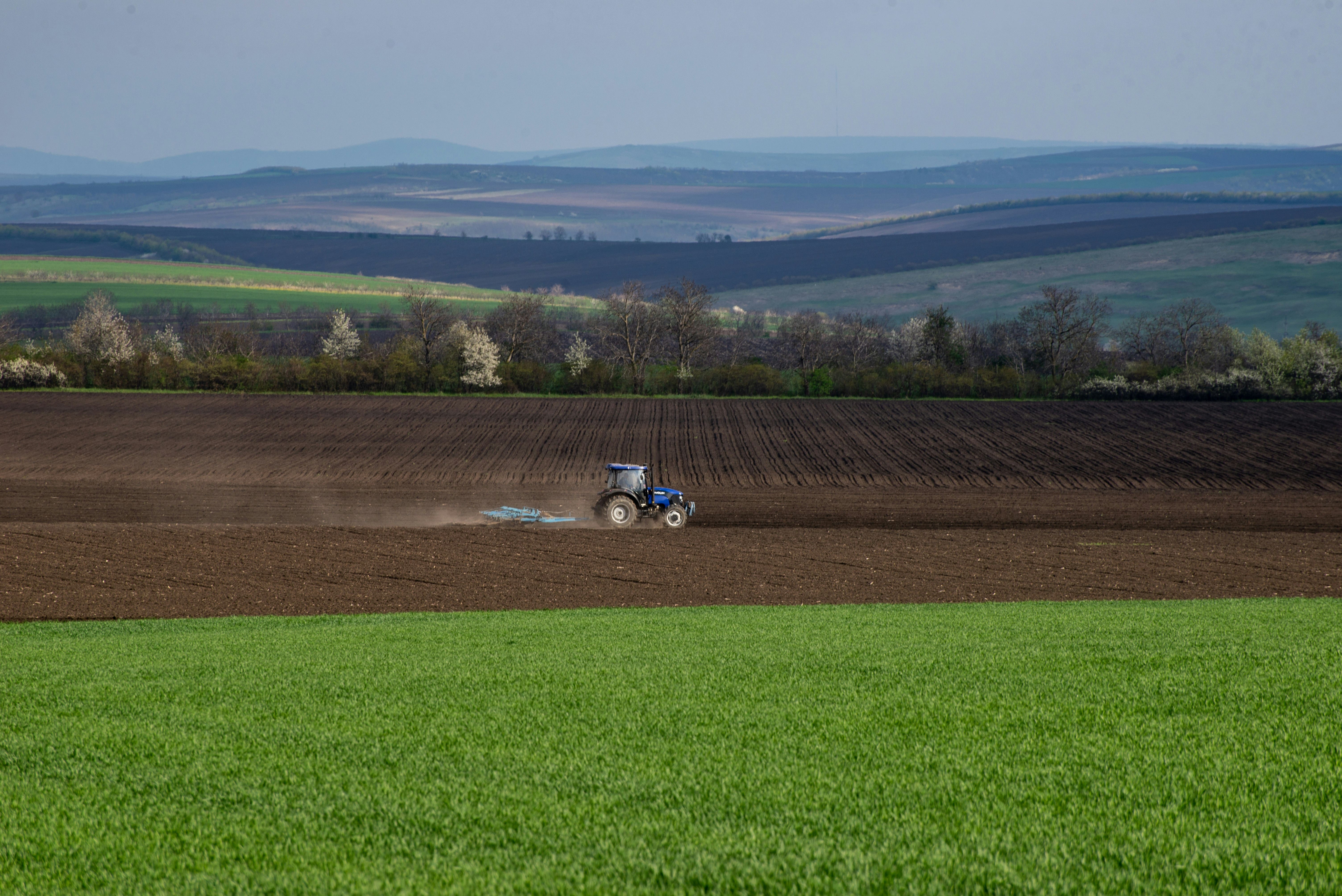 Agriculteurs en discussion devant une moissonneuse en action dans un champ de blé
