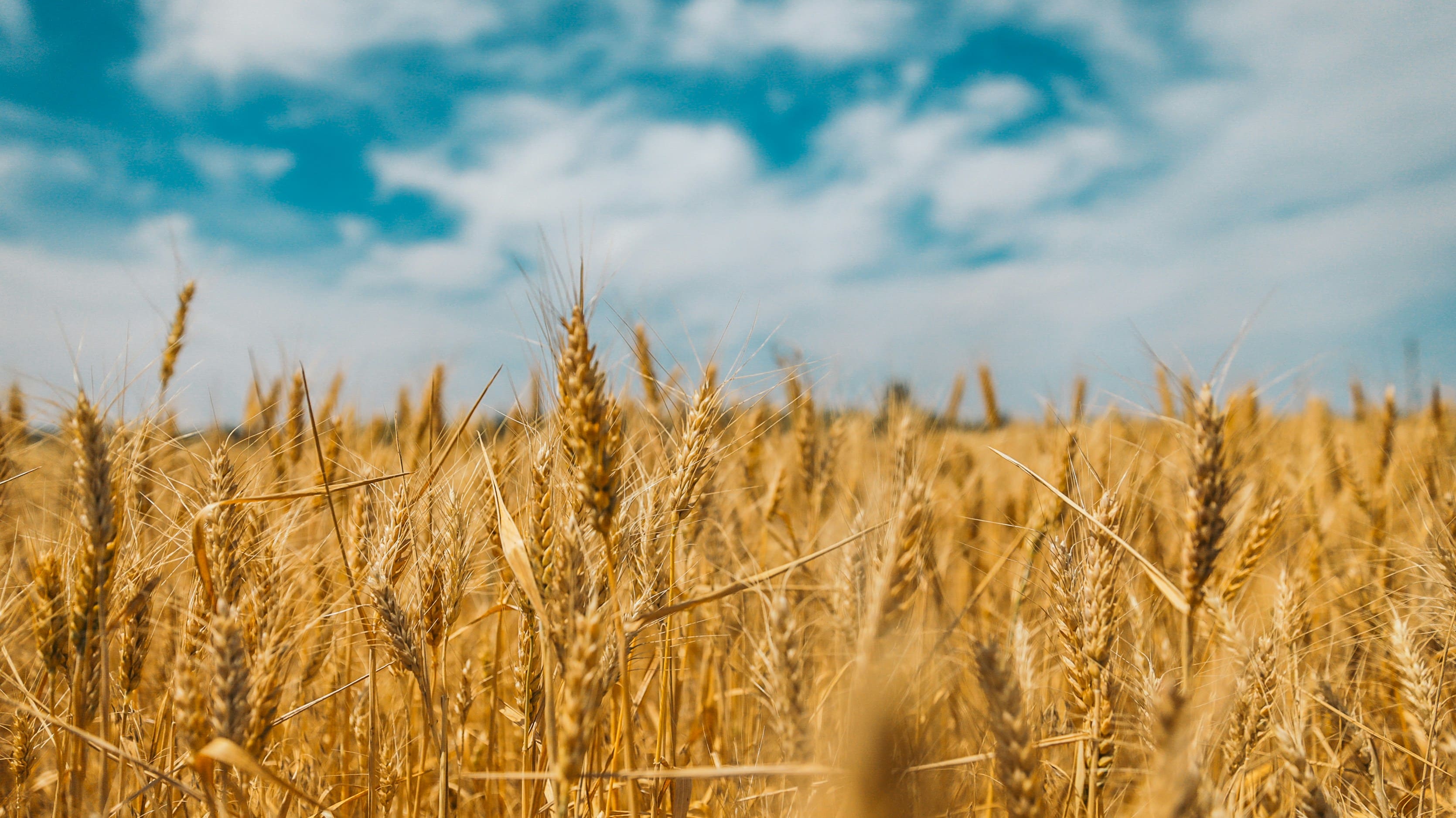 Évolution des prix du blé et des charges agricoles de 2023 à 2025.