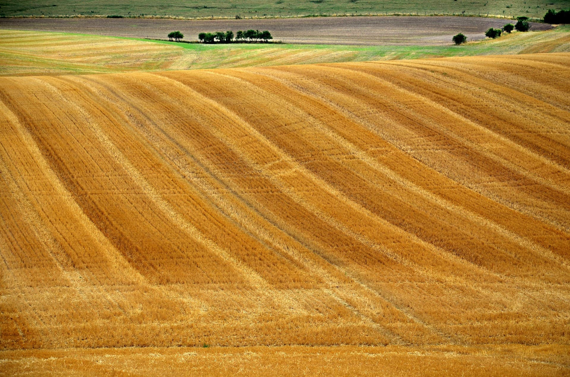 Agriculteur en parcelle bas intrants vérifiant l'état sanitaire des cultures