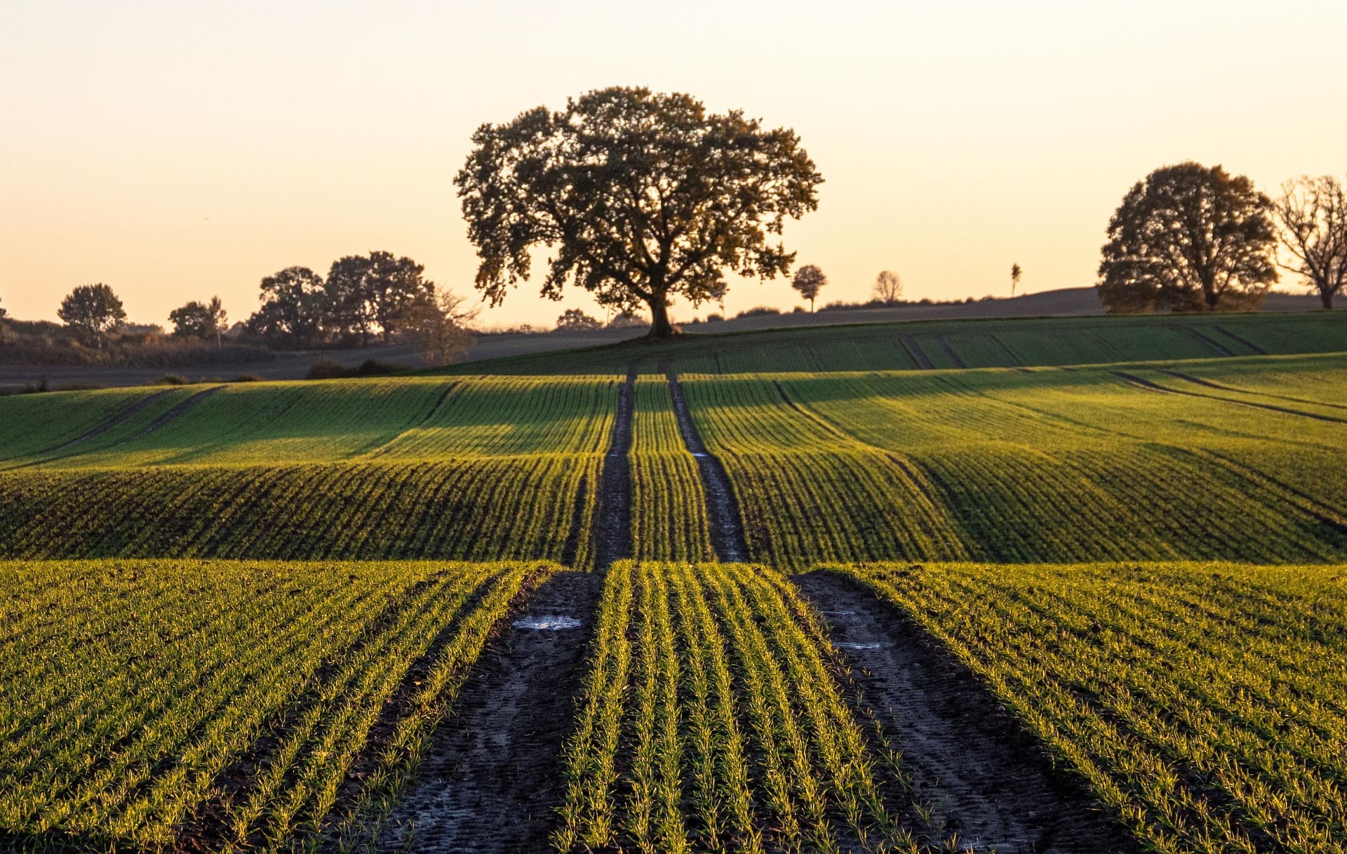 Agriculteur analysant le marché des engrais pour 2025 sur une tablette