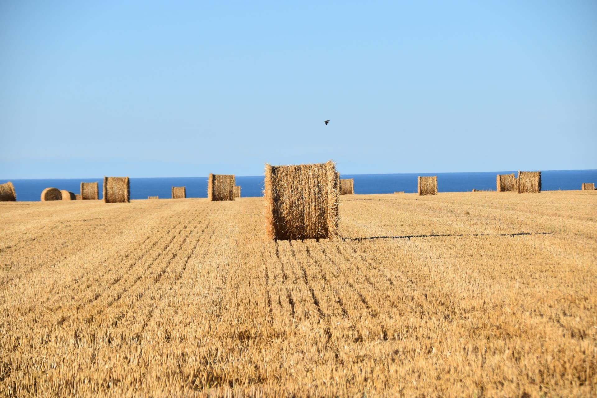 Transmission d’une exploitation agricole entre un jeune agriculteur et un exploitant partant à la retraite.