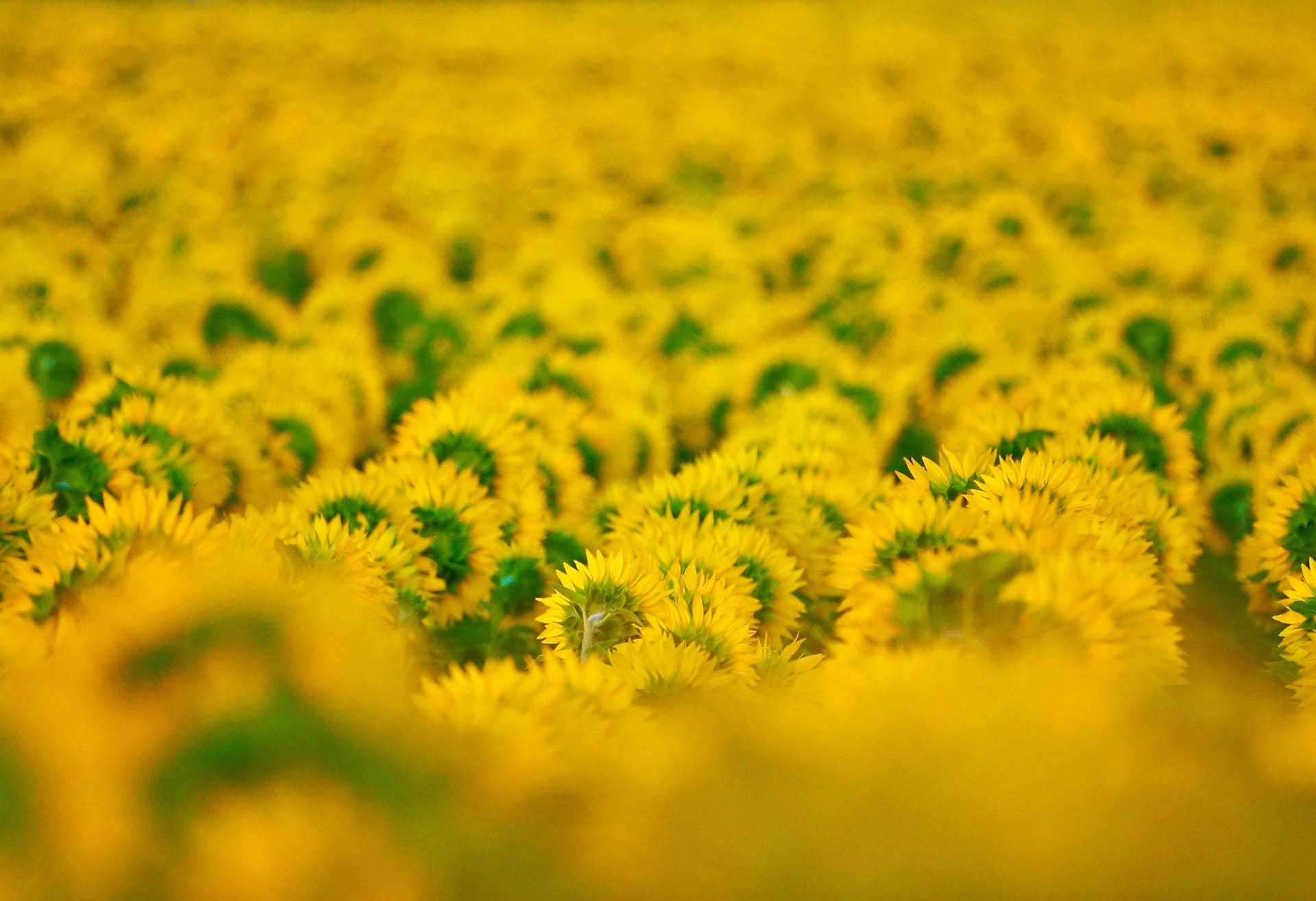 Agriculteur utilisant la technologie pour améliorer la rentabilité de son exploitation.