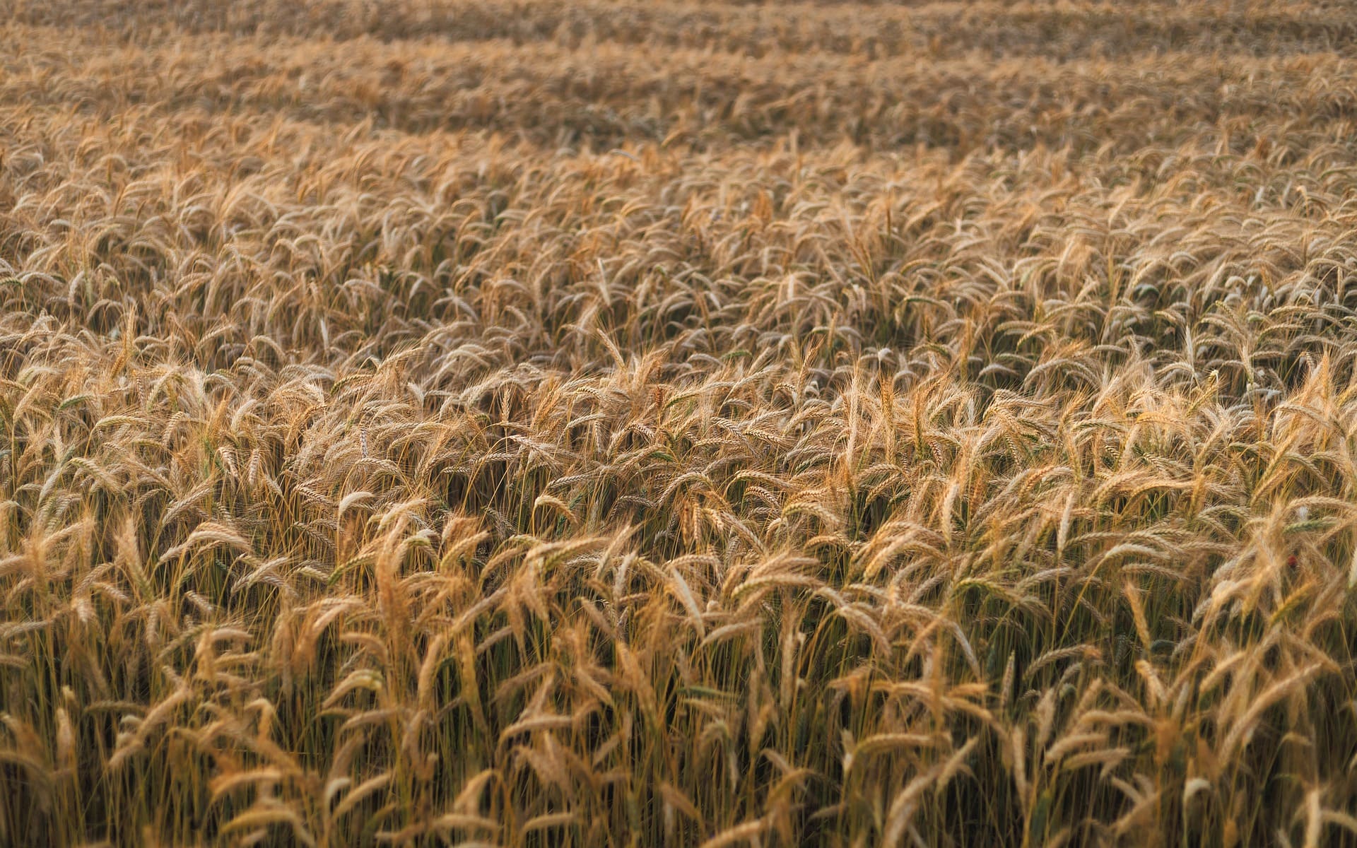 Agriculteur analysant les prix agricoles sur une tablette.