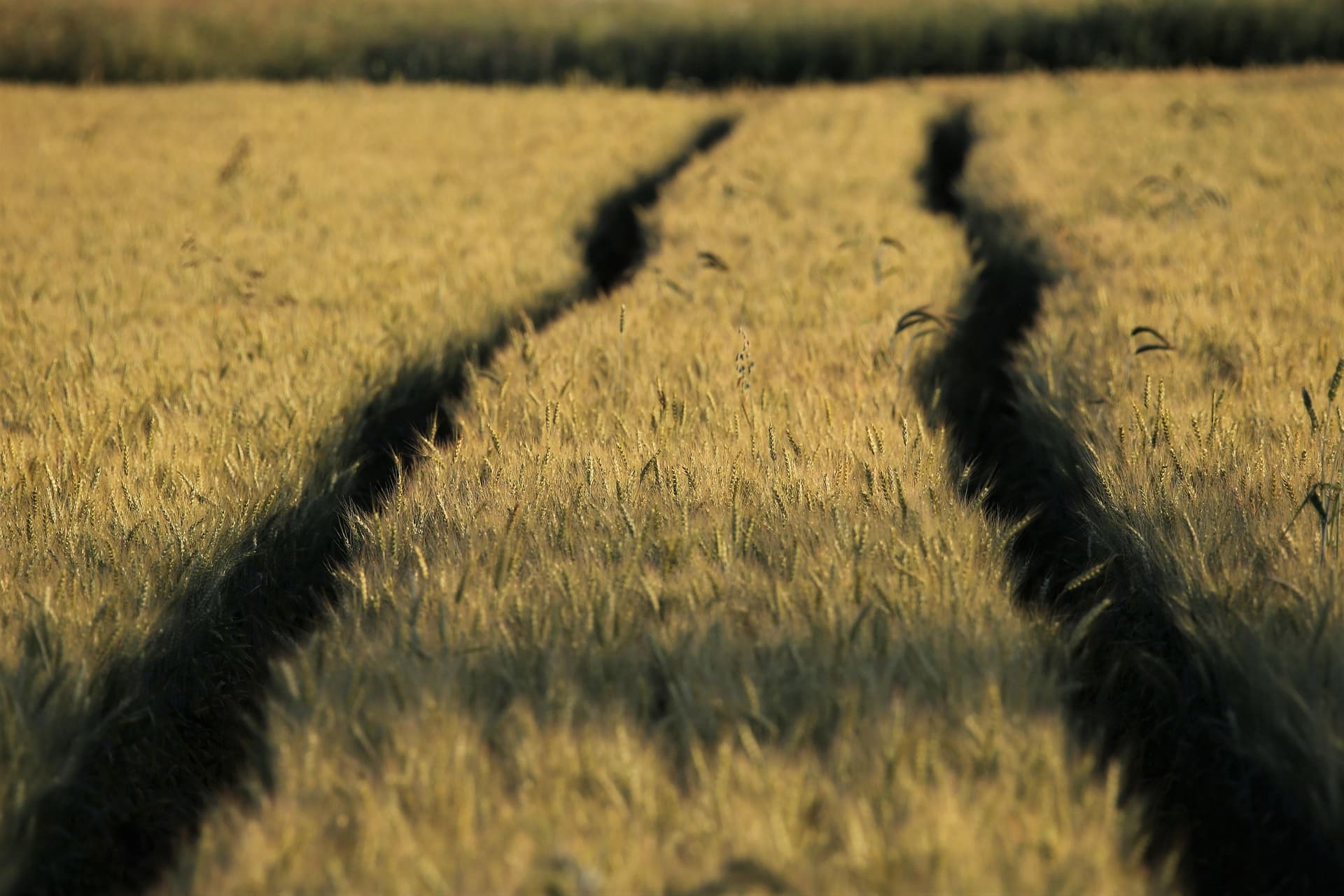 Sol agricole couvert, riche en matière organique et en biodiversité.