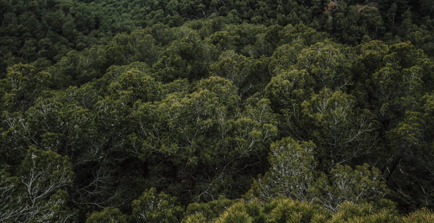 Forest
