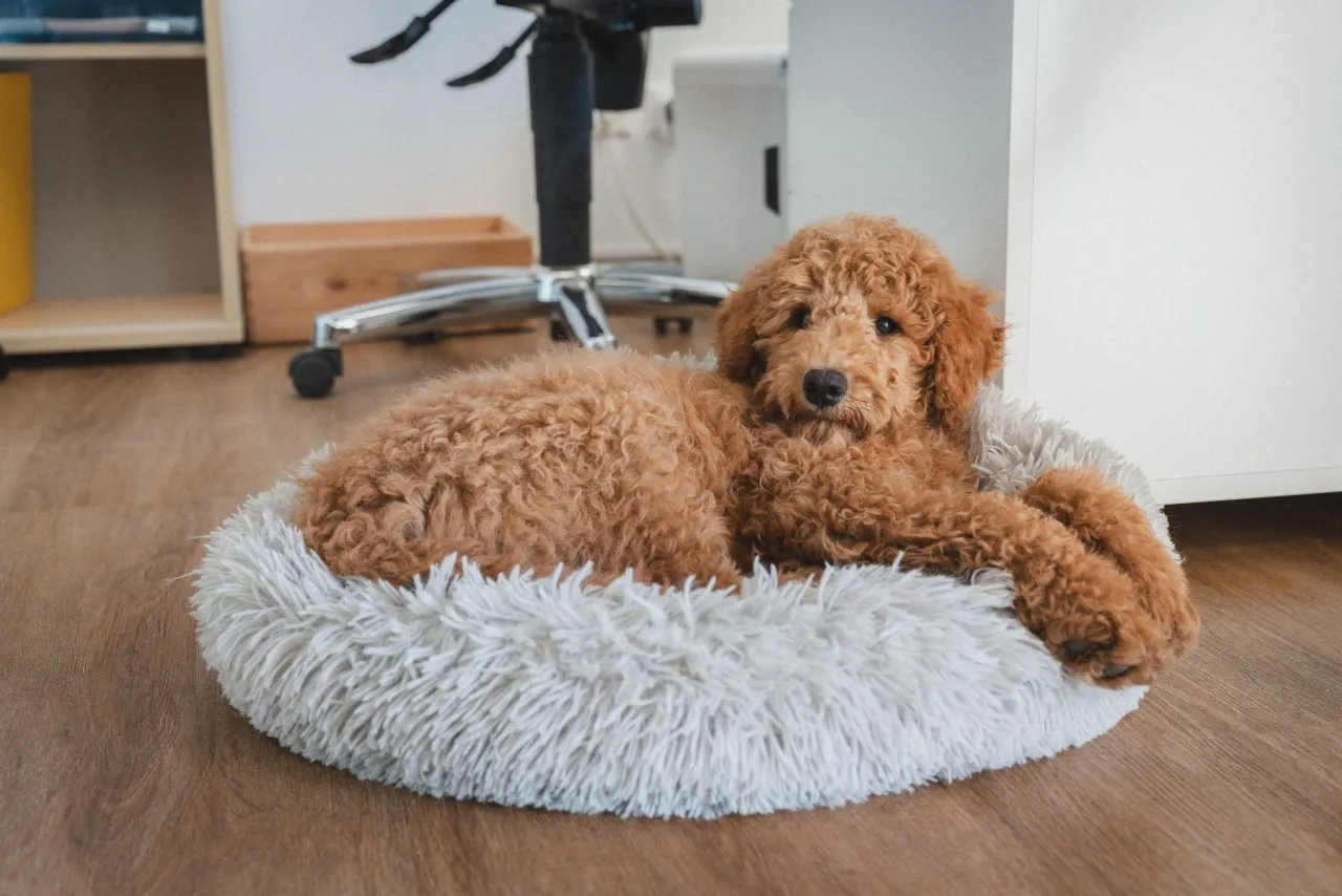 Portrait Bürohund Honey - lebenswert Pflegedienst in Wangen