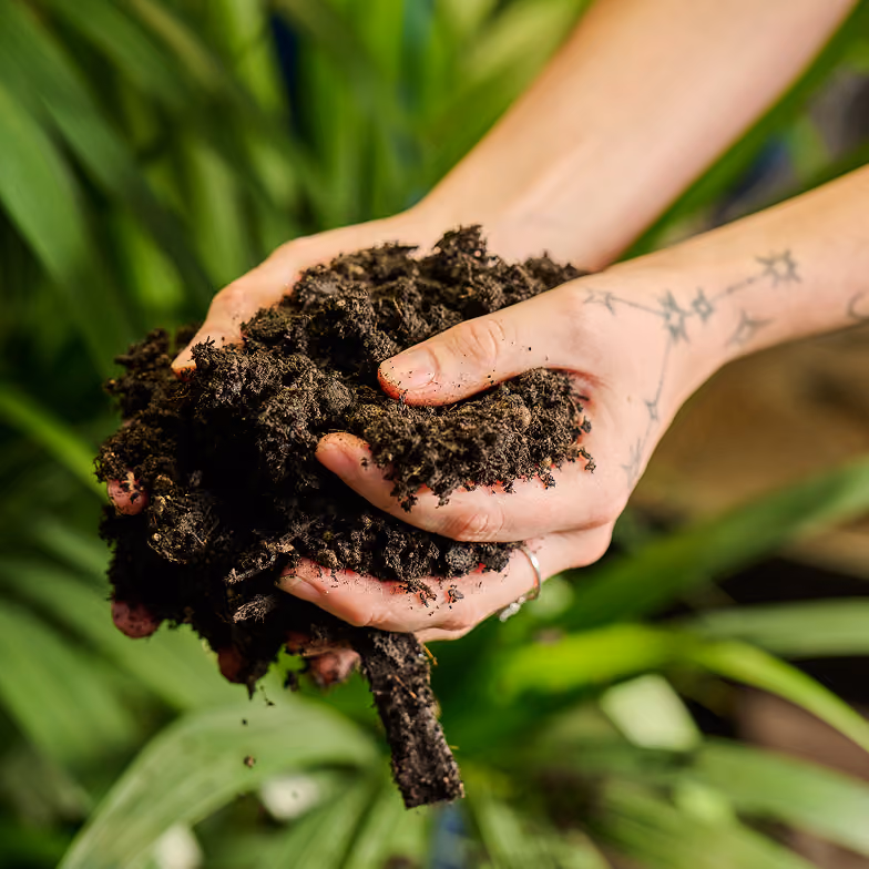 Tattooed hands holding dark, moist soil with green plants blurred in the background.