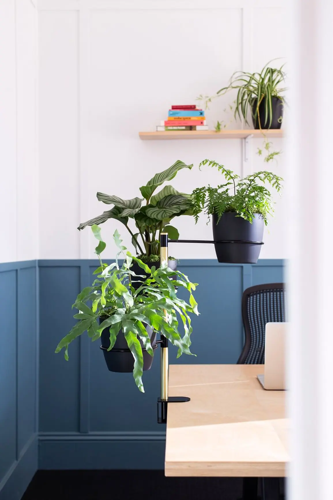 Group of five large indoor plants in grey pots arranged in a modern office lobby with glass walls and beige flooring.